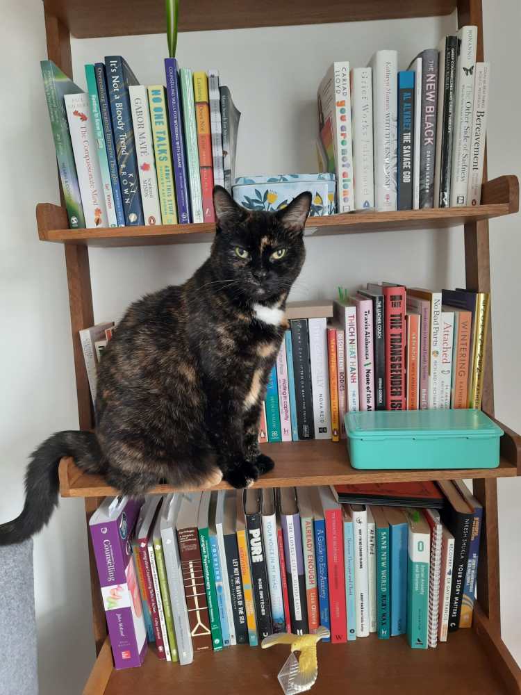 A tortoiseshell cat sat on a bookshelf full of counselling related books